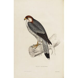 John Gould Himalaya Mountains Plate 002 Falco Chicquera Museum quality giclée print