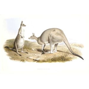 John Gould - Family of Kangaroo - Great Grey Kangaroo - Museum quality giclee print