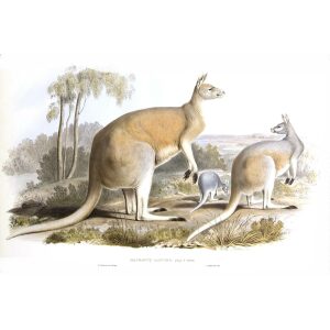 John Gould - Family of Kangaroo - Great Red Kangaroo - Museum quality giclee print