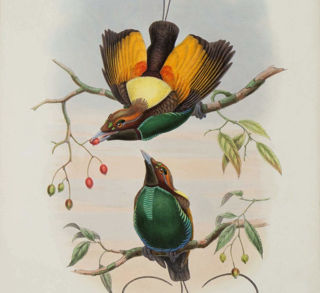 John Gould - Birds of Paradise Complet Set - Museum quality giclee prints