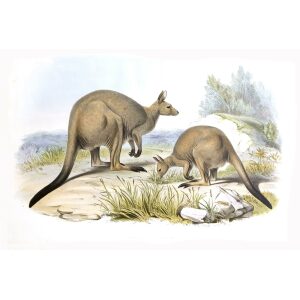 John Gould - Family of Kangaroo - Sooty Kangaroo - Museum quality giclee print