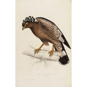 John Gould Himalaya Mountains Haematornis Undulatus Museum quality giclée print