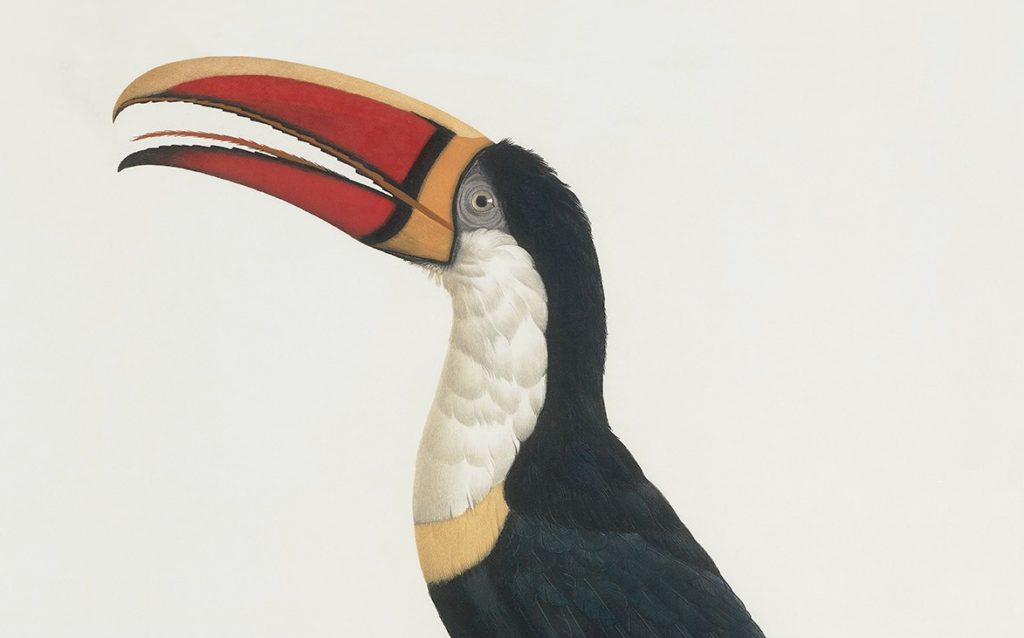 LEVAILLANT, François (1753-1824). Histoire naturelle des oiseaux de paradis  et des rolliers, suivie de celles des toucans et des barbus. Paris: chez  Denn le jeune, Perlet, [1801]-1806.