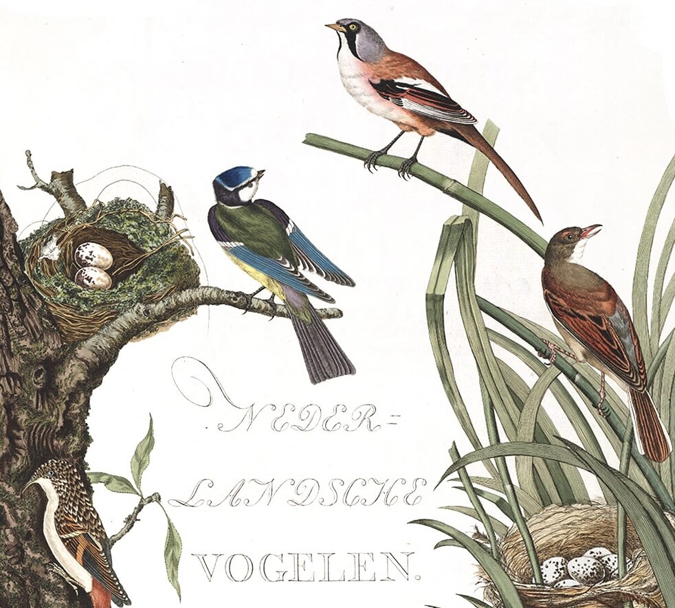 Nozeman Nederlandsche Vogelen Dutch Birds Cover - Museum quality giclee prints