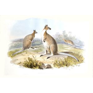 John Gould - Family of Kangaroo - Rufous Necked Wallaby - Museum quality giclee print