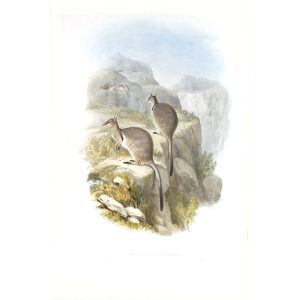 John Gould - Family of Kangaroo - Short eared rock Wallaby - Museum quality giclee print