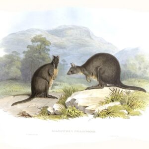 John Gould - Family of Kangaroo - Tasmanian Wallaby - Museum quality giclee print