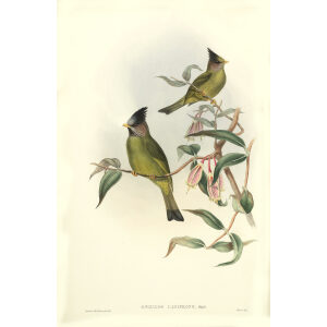 John Gould - Birds of Asia Volume 3 - Museum quality giclee print