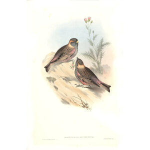 John Gould - Birds of Asia Volume 5 - Museum quality giclee prints