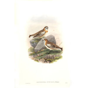 John Gould - Birds of Asia Volume 5 - Museum quality giclee prints