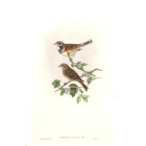 John Gould - Birds of Asia Volume 5 - Museum quality giclee prints