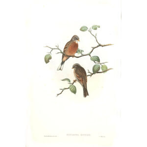 John Gould - Birds of Asia Volume 5 - Museum quality giclee prints