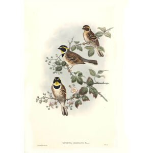 John Gould - Birds of Asia Volume 5 - Museum quality giclee prints