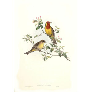 John Gould - Birds of Asia Volume 5 - Museum quality giclee prints