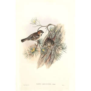 John Gould - Birds of Asia Volume 5 - Museum quality giclee prints