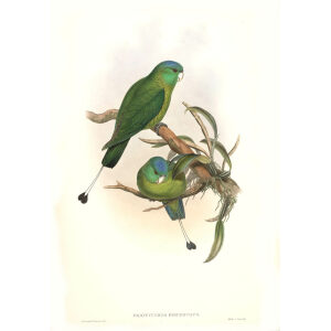 John Gould - Birds of Asia Volume 6 - Museum quality giclee print