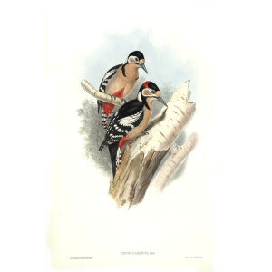 John Gould - Birds of Asia Volume 6 - Museum quality giclee print