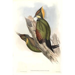 John Gould - Birds of Asia Volume 6 - Museum quality giclee print