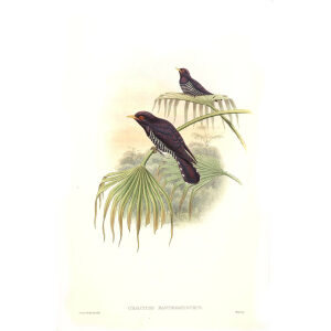 John Gould - Birds of Asia Volume 6 - Museum quality giclee print