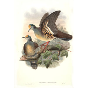 John Gould - Birds of Asia Volume 6 - Museum quality giclee print