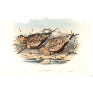 John Gould - Birds of Asia Volume 6 - Museum quality giclee print