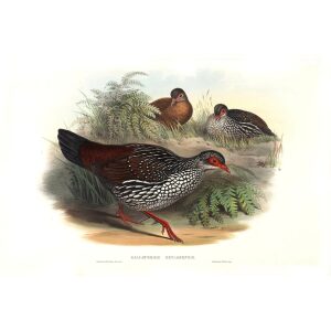 John Gould - Birds of Asia Volume 6 - Museum quality giclee print