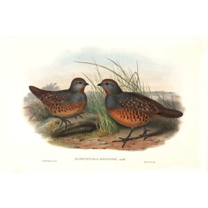 John Gould - Birds of Asia Volume 6 - Museum quality giclee print