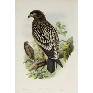 Gould - The Birds of Great Britain Volume I - Spotted Eagle - Museum quality giclee print