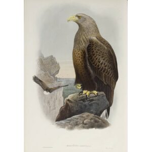 Gould - The Birds of Great Britain Volume I - Sea Eagle - Museum quality giclee print