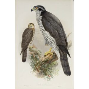 Gould - The Birds of Great Britain Volume I - Goshawk - Museum quality giclee print