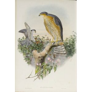 Gould - The Birds of Great Britain Volume I - Sparrow Hawk - Museum quality giclee print