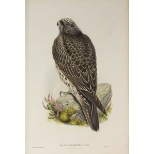 Gould - The Birds of Great Britain Volume I - Iceland Falcon (young) - Museum quality giclee print