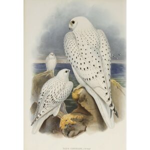 Gould - The Birds of Great Britain Volume I - Greenland Falcon, light race (adult and young) - Museum quality giclee print