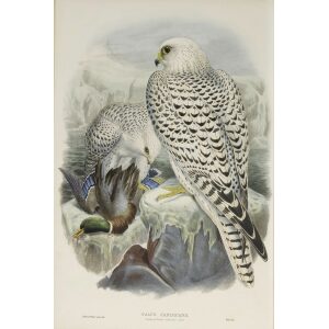 Gould - The Birds of Great Britain Volume I - Greenland Falcon, dark race - Museum quality giclee print