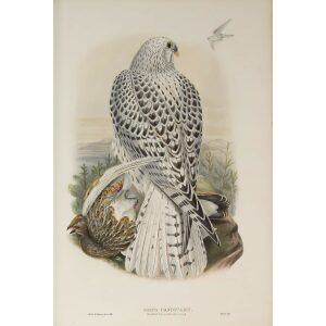 Gould - The Birds of Great Britain Volume I - Greenland Falcon, dark race (young) - Museum quality giclee print