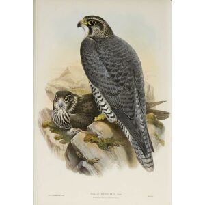 Gould - The Birds of Great Britain Volume I - Norwegian or Gyrfalcon - Museum quality giclee print