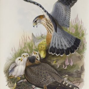 Gould - The Birds of Great Britain Volume I - Merlin - Museum quality giclee print