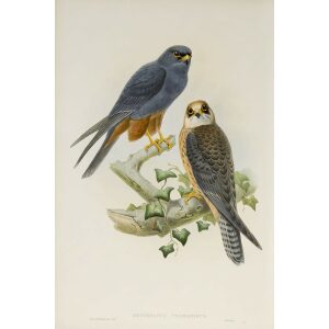 Gould - The Birds of Great Britain Volume I - Orange-legged Hobby - Museum quality giclee print