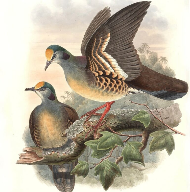 John Gould Complete Set Birds of Asia Volume 6 - Museum quality giclee print