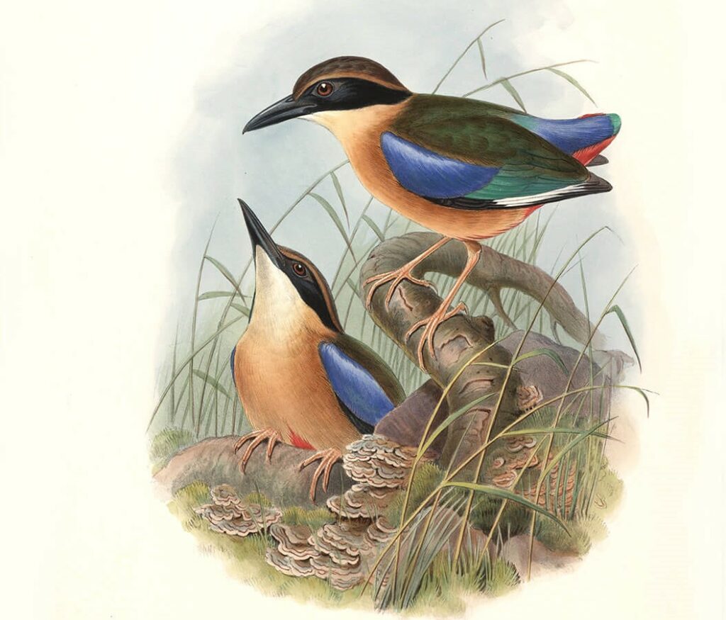 John Gould Complete Set Birds of Asia Volume 5 - Museum quality giclee print