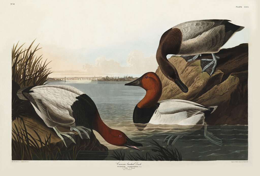 John James Audubon Birds of America Plate 301 Canvas Backed Duck Giclée Print