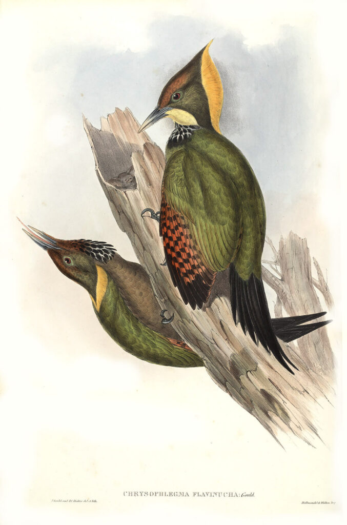 Gould - Birds of Asia Volume 6 - Yellow-naped Woodpecker