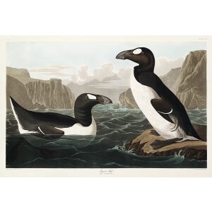 John James Audubon Birds of America Plate 341 Great Auk Giclée Print