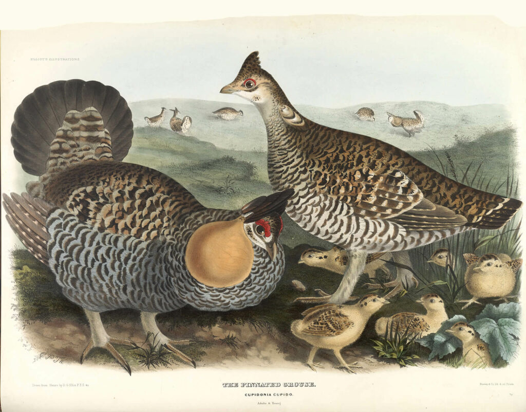 Elliot Family of the Grouse - Pinnated Grouse, Adults and Young