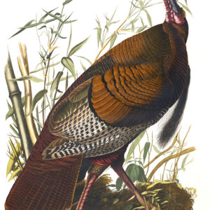 Audubon 001 Wild Turkey Birds of America Museum quality giclée print