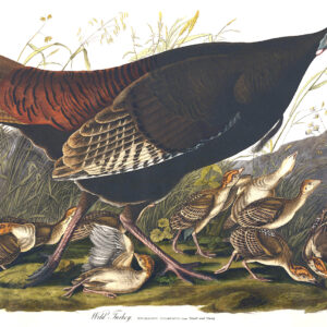 Audubon 006 Wild Turkey Female and Young Birds of America Museum quality giclée print