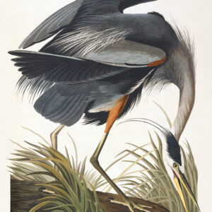 Audubon 211 Great Blue Heron Birds of America Museum quality giclée print