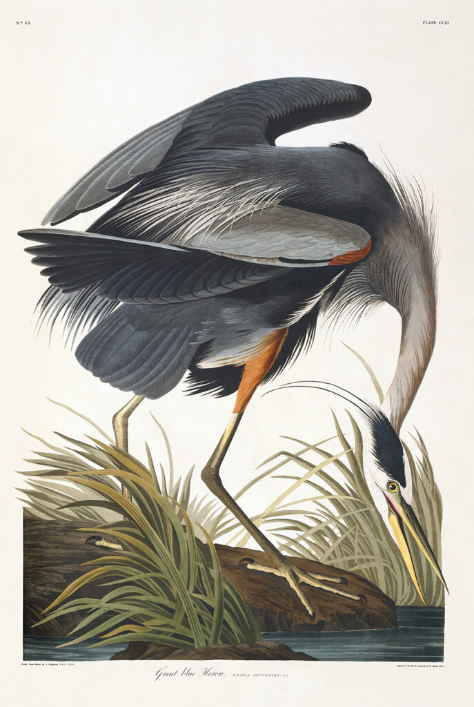 Audubon 211 Great Blue Heron Birds of America Museum quality giclée print