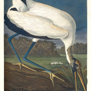 Audubon 216 Wood Ibis Birds of America Museum quality giclée print