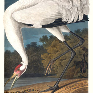 Audubon 226 Whooping Crane Birds of America Museum quality giclée print